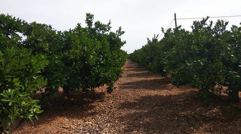 EL PUIG, imagen 2