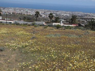 Terreny rústic en venda a Valle de los Nueve - El Ejido - Medianías