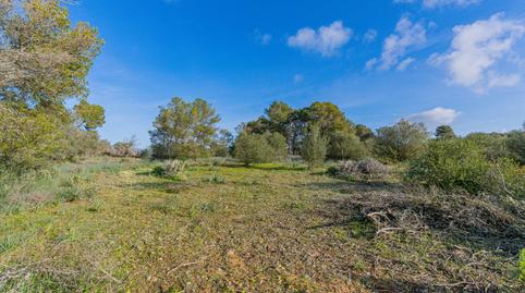 Photo 3 of Land for sale in Polígono Poligono 37 Parcela 359, Sa Casa Blanca,  Palma de Mallorca