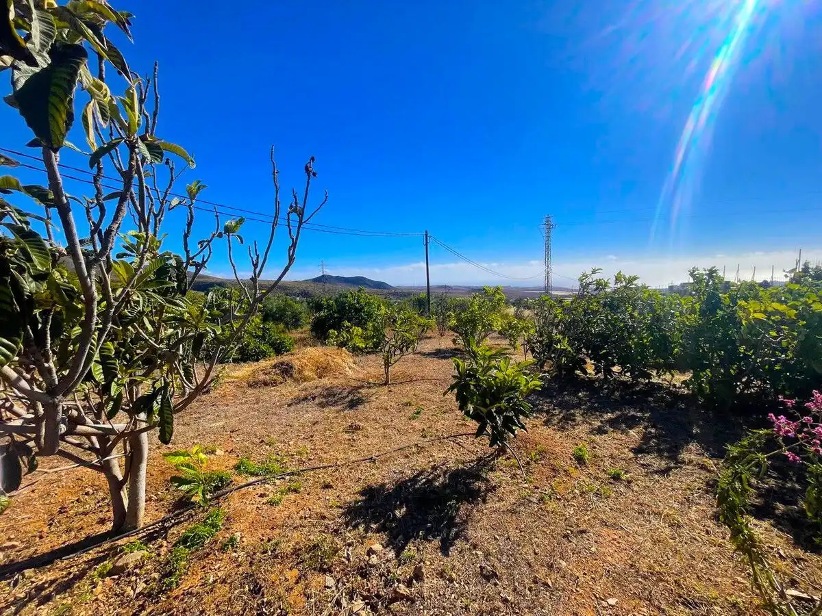 Land for sale in Ingenio