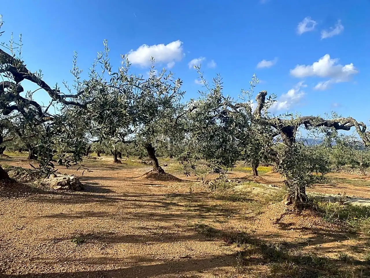Terreno rustico in vendita a Burgà, imagen 19