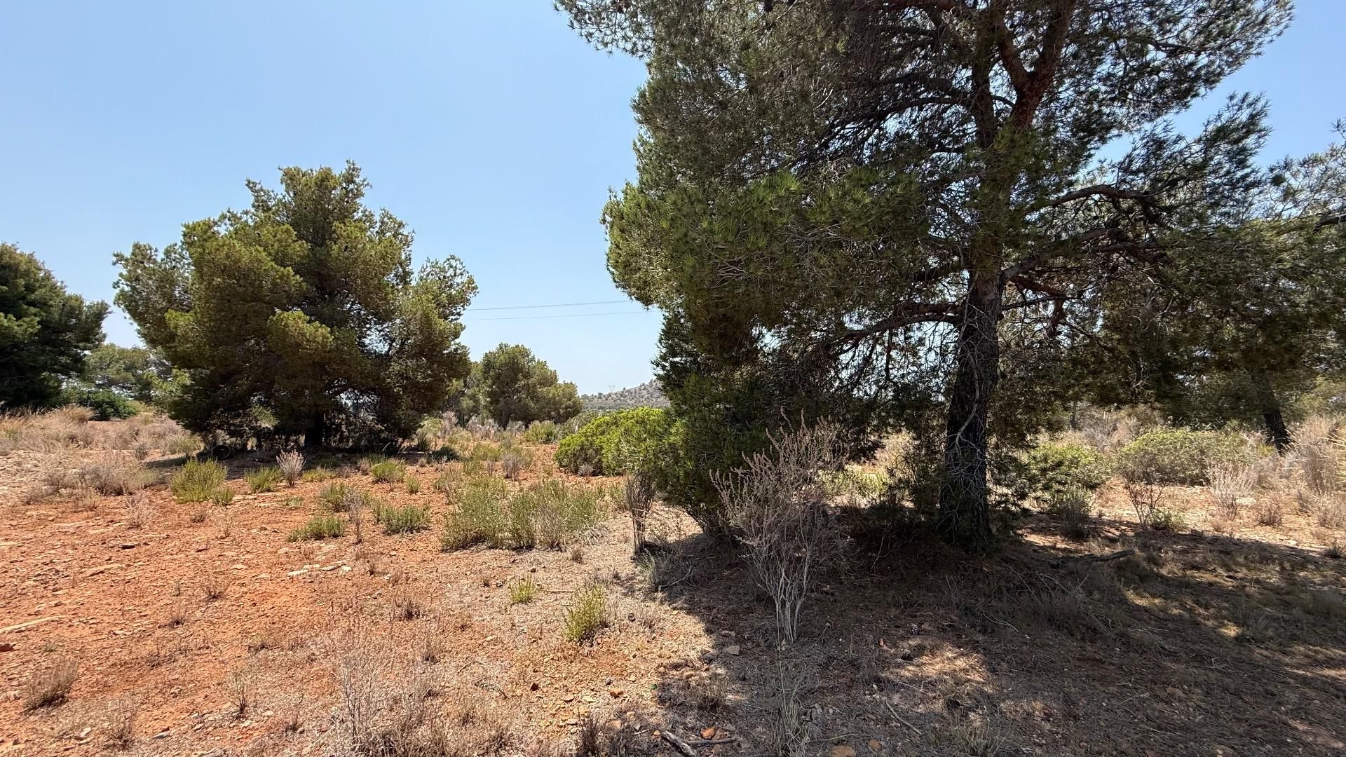 Land for sale in Sagunto / Sagunt