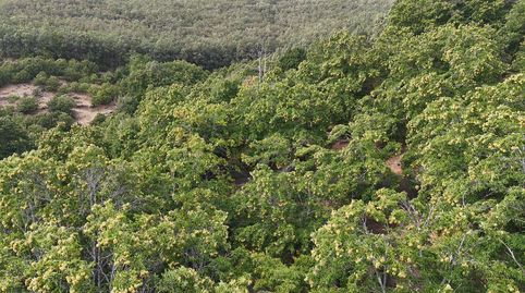 VENTA DE FINCA DE CEREZOS Y CASSTAÑOS EN EL VALLE DEL JERTE, immagine 4