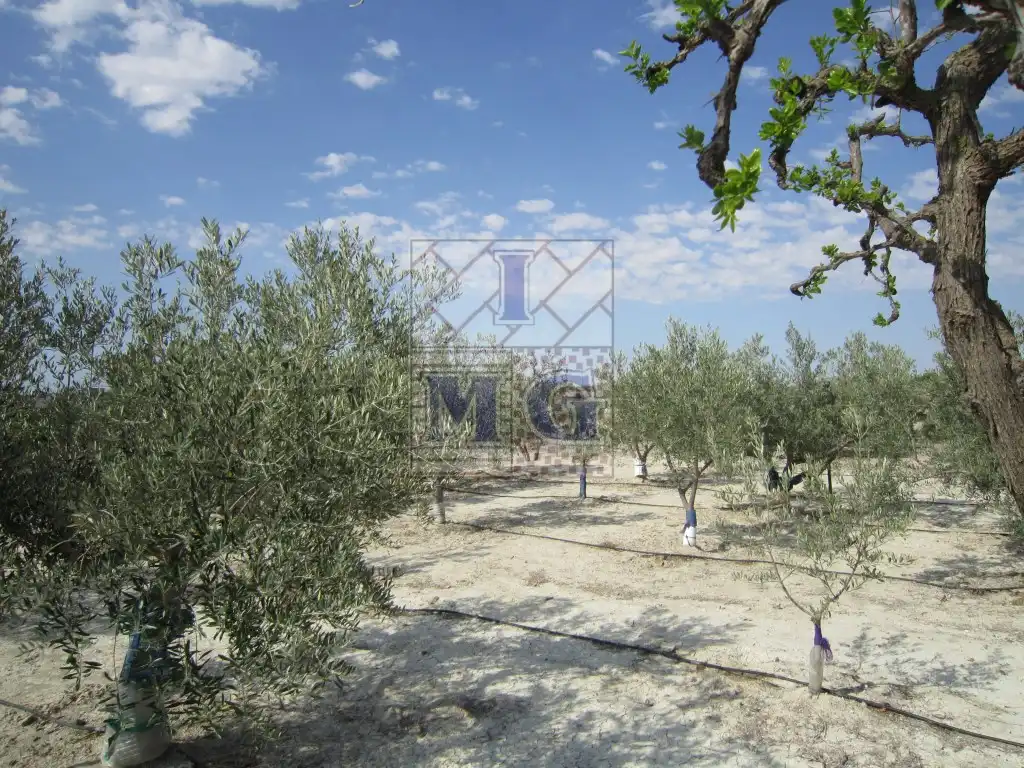 Casa o chalet en venta en Fortuna