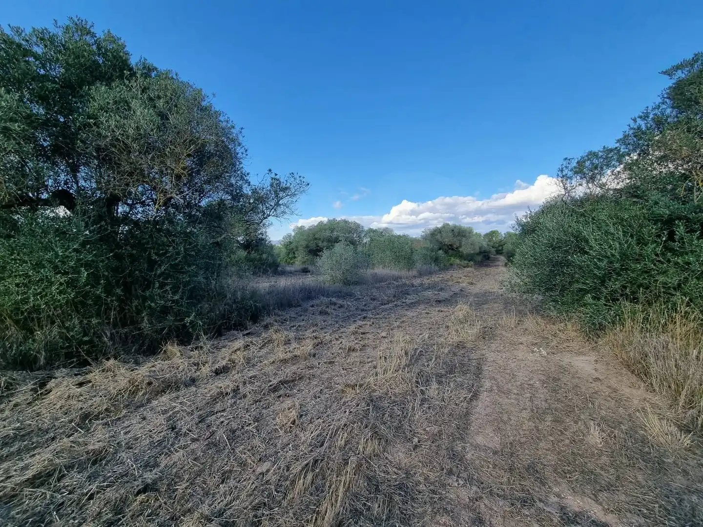 Grundstücke und Bauplätze zum Verkauf in poligono 14 parcela 31 Ginestar, imagen 12