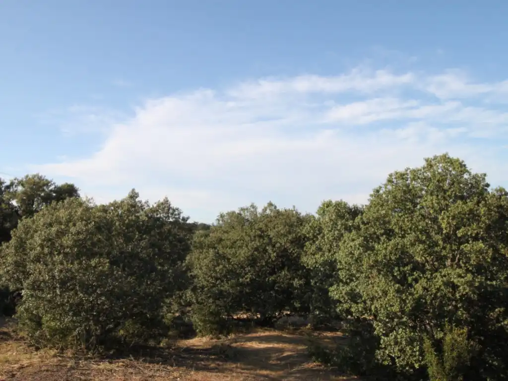 Residential land for sale in Ciudalcampo, imagen 6