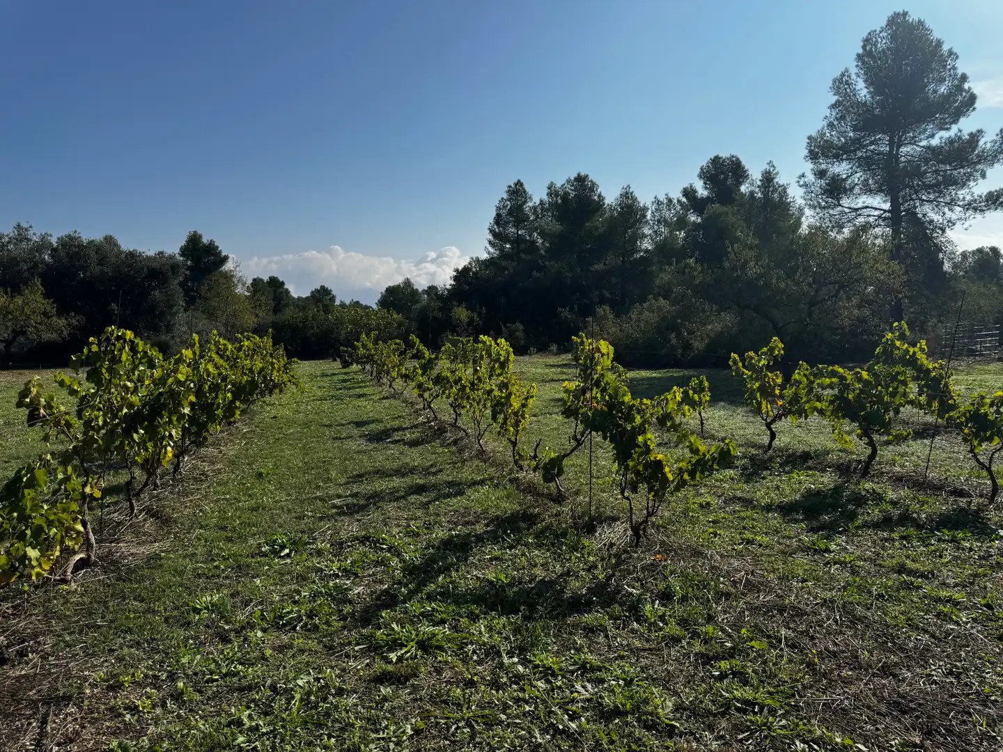 Finca rústica en venta en Lledó con Aire acondicionado, Terraza y Piscina