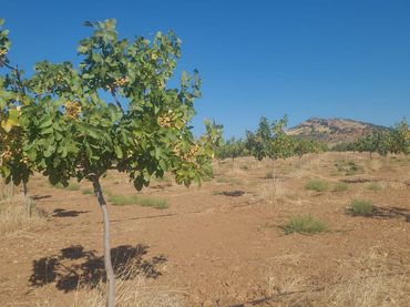 Rural land for sale in Fuente el Fresno
