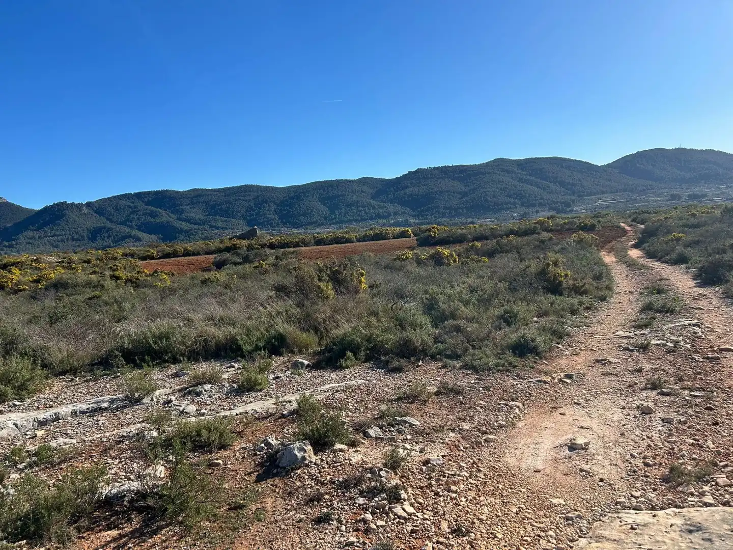Finca rústica en venta en partida Pla de la Viña, Alfafara