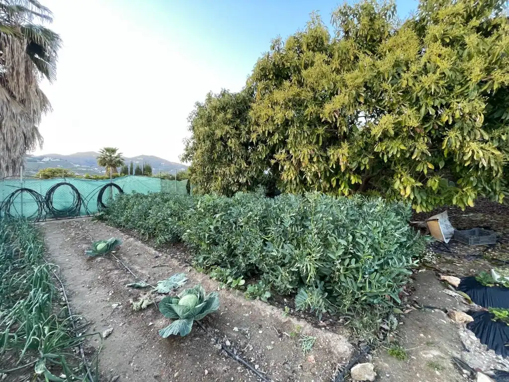 Finca rústica en venta en N/A, Avda Pescia - Ctra de Frigiliana