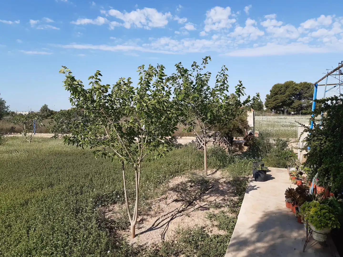 Terreny en venda en San Vicente del Raspeig / Sant Vicent del Raspeig