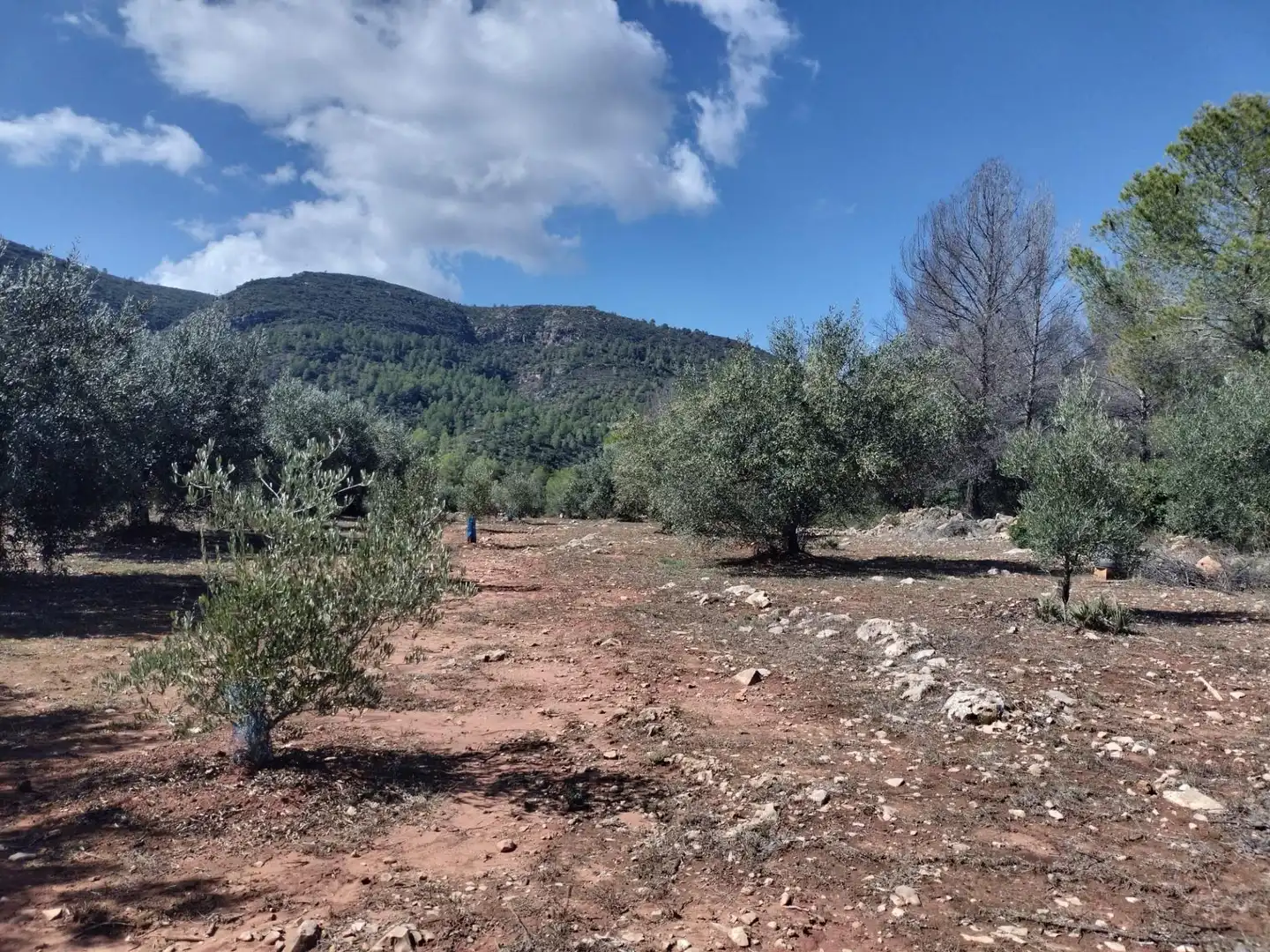 Rustikales Grundstück zum Verkauf in Xàtiva