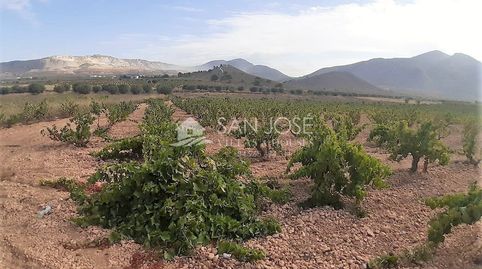 SE VENDE PARCELA EN PRODUCCION DE VIÑA MONASTRELL CON CASA, ALGUEÑA, ABANILLA, CASA VITIA, immagine 2