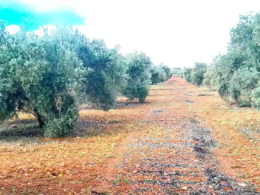 Land for sale in Valdepeñas
