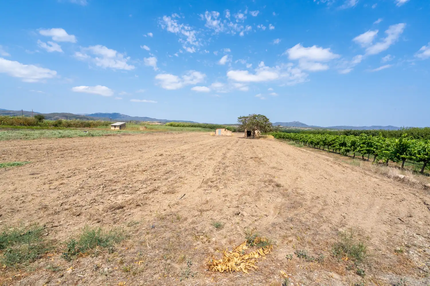 Rural land for sale in Ginestar, imagen 9