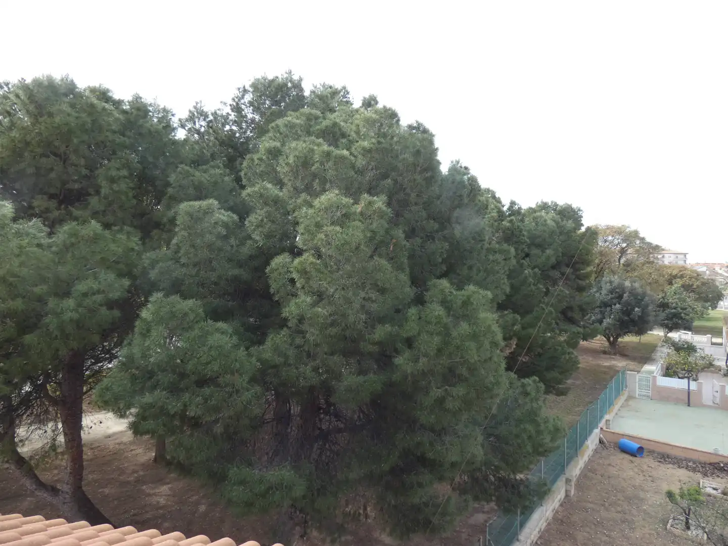 Business premises for sale in Los Narejos - Punta Calera, imagen 67