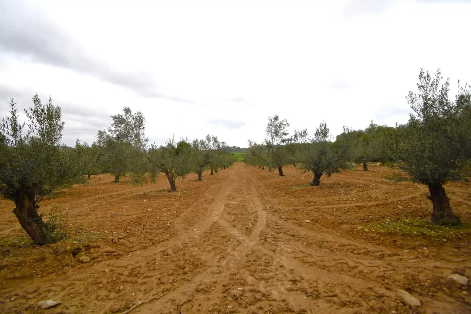 Rural land for sale in Muro, imagen 14