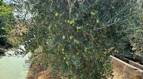 Photo 3 of Country house for sale in Alcolea,  Córdoba Capital