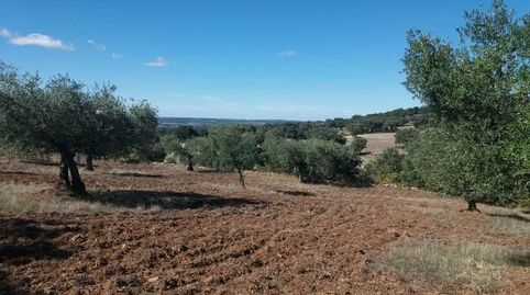 “Oportunidad” Finca de Olivar y trozo de tierra de labor situada en la aldea de Ojuelos Bajos - Municipio de Fuente Obejuna con un, imatge 2