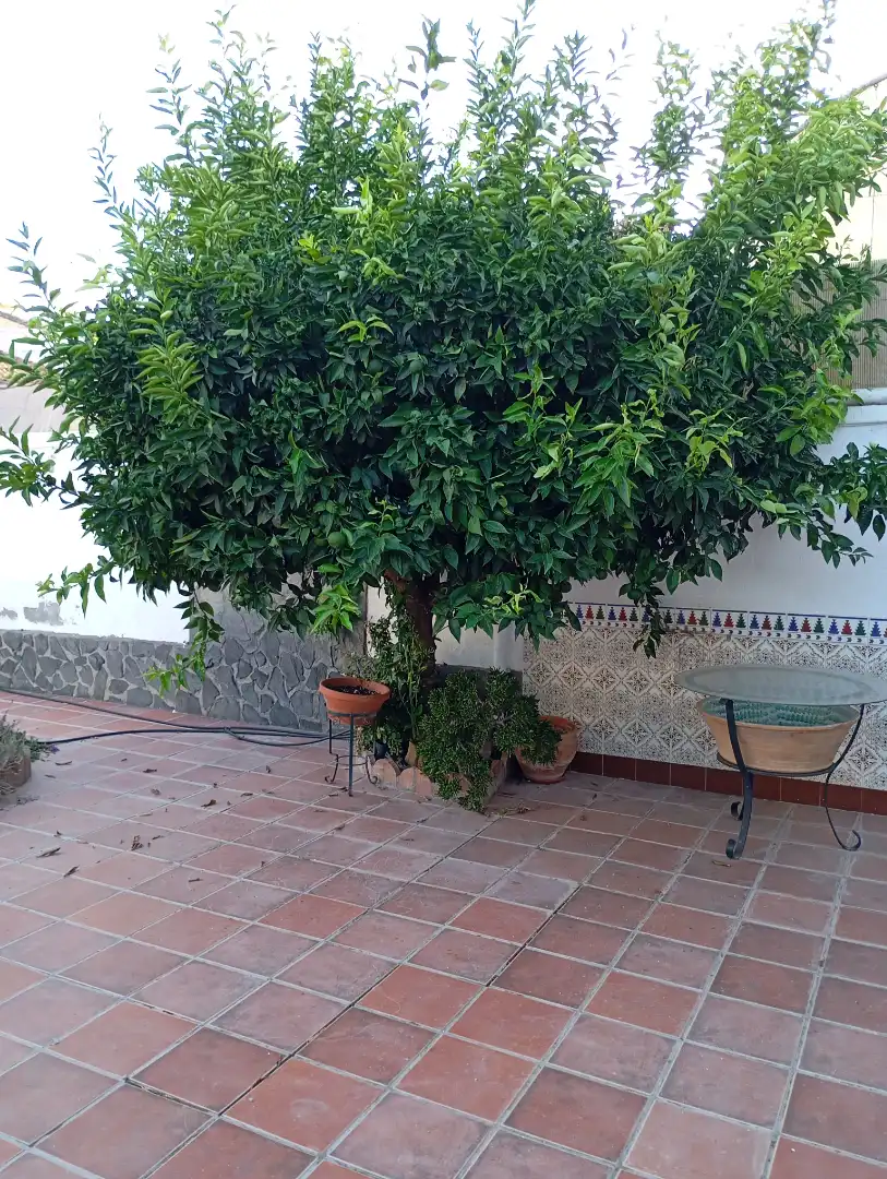 Reihenhaus mit Terrasse zum Verkauf in Fuente Vaqueros, imagen 5