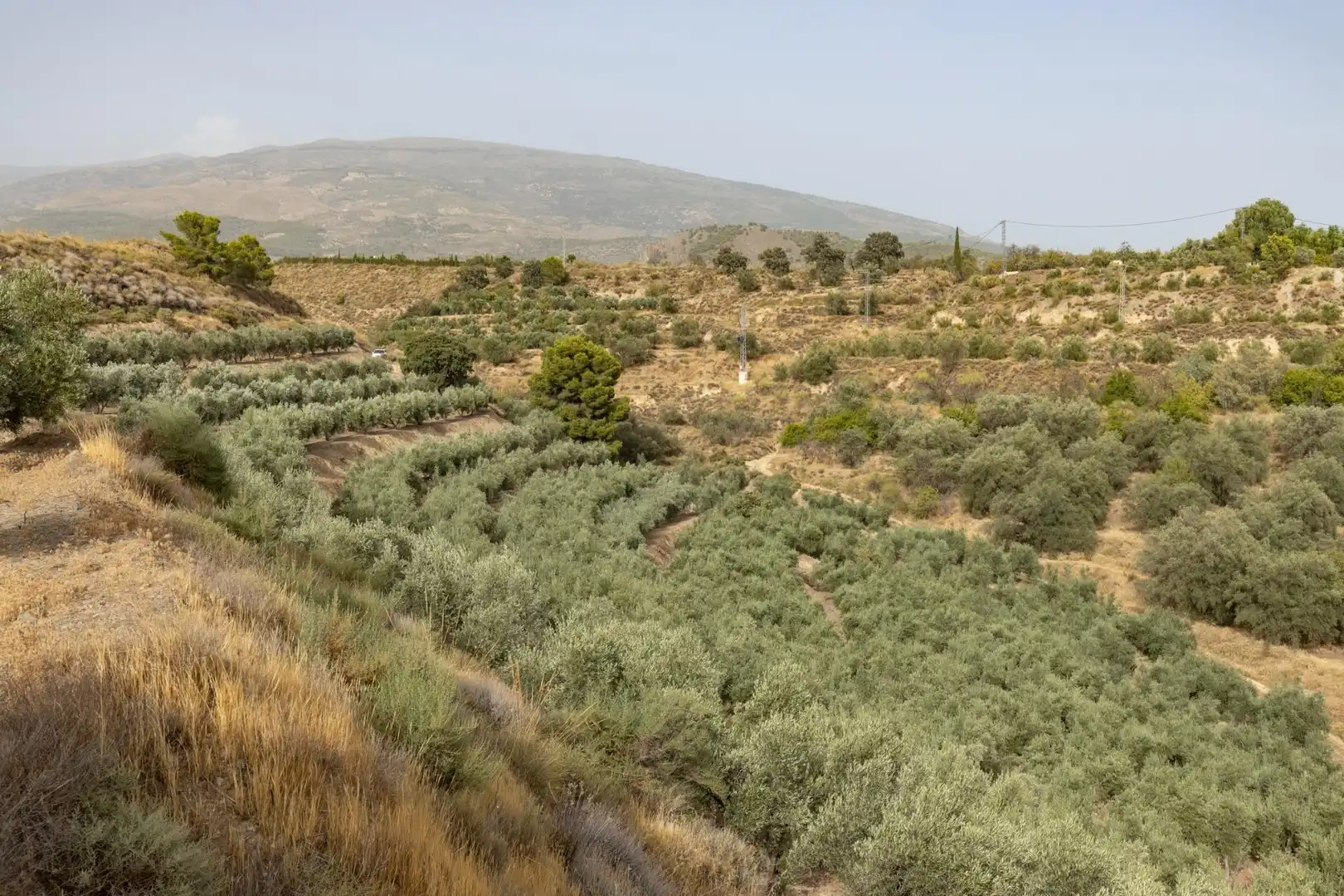 Land for sale in Lecrín