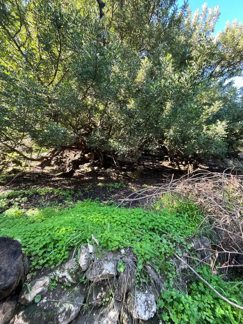 Terreni e lotti in vendita a Solero, imagen 12