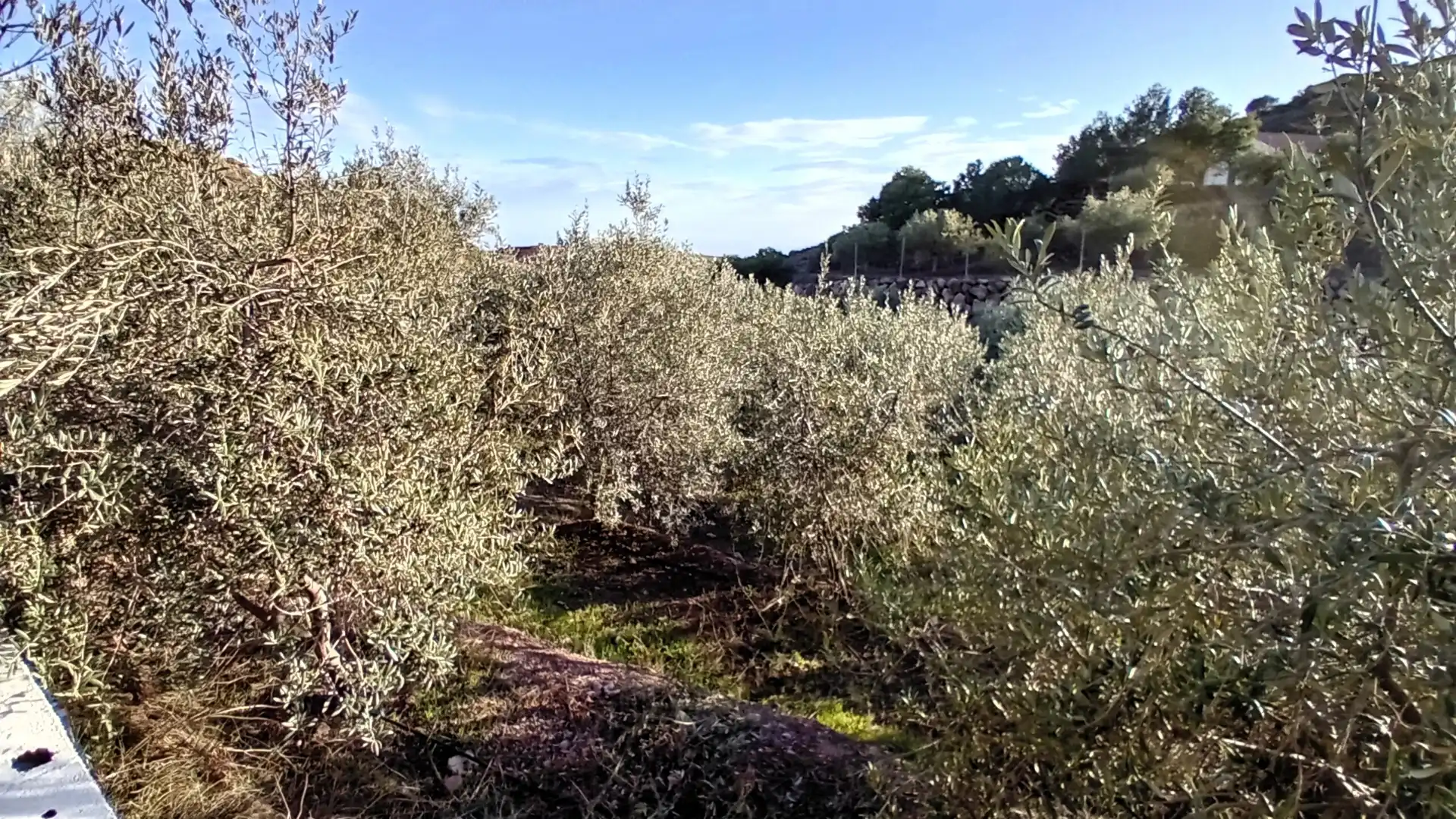 Casa rústica amb jardí en venda a Felix, imagen 15