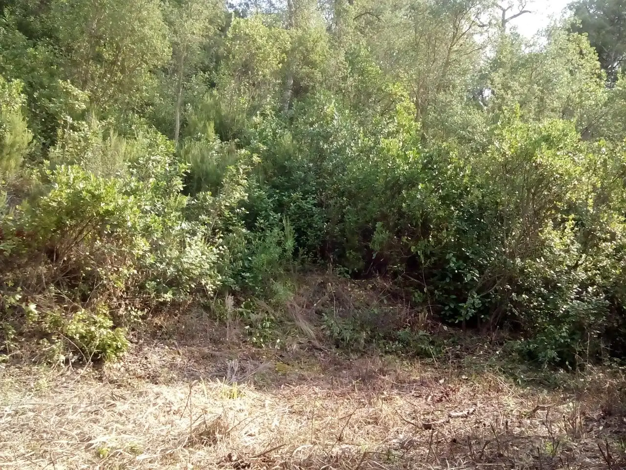 Grundstücke und Bauplätze zum Verkauf in Carrer Pollancre, imagen 10