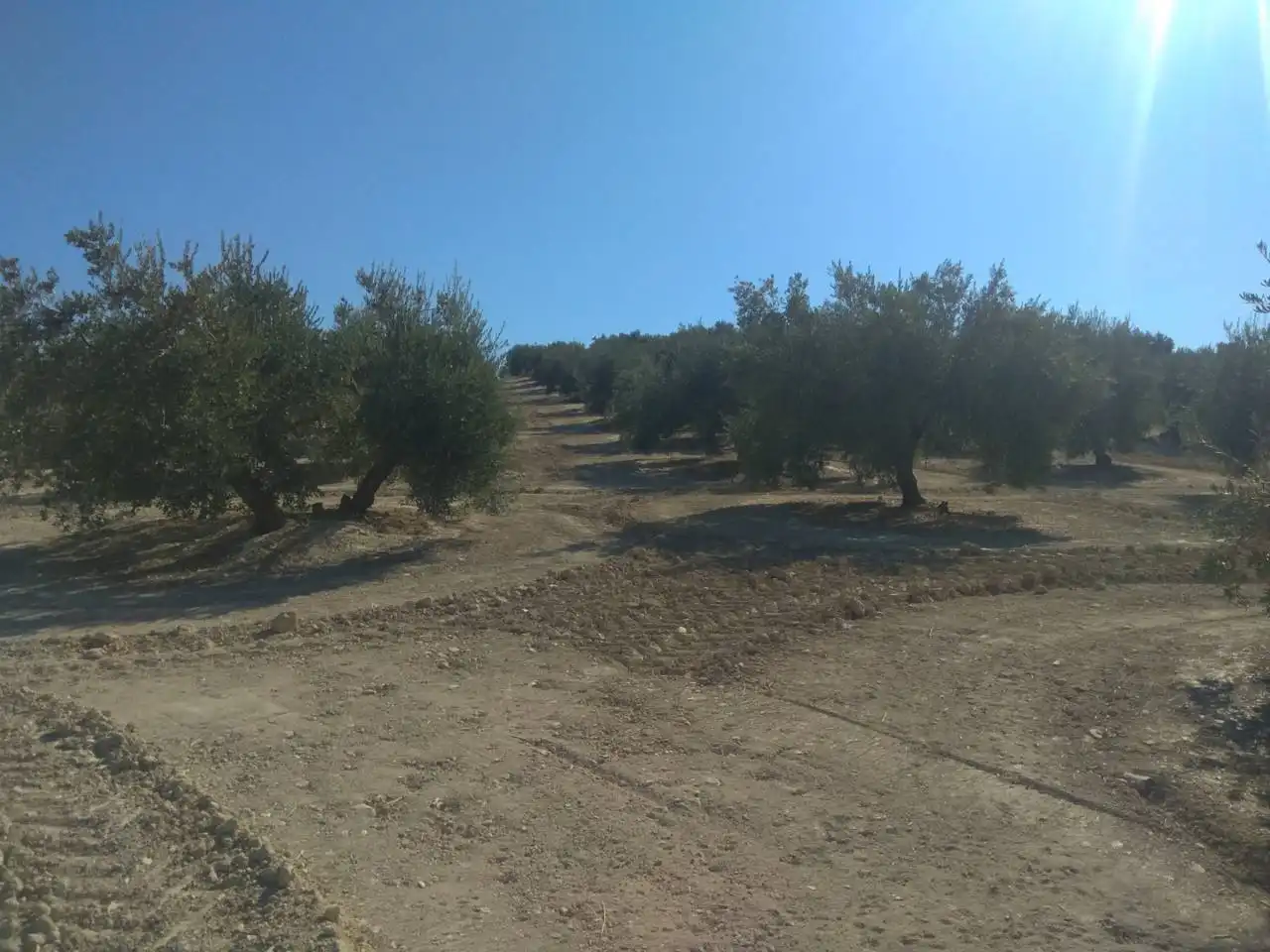Rustikales Grundstück zum Verkauf in Calle BAENA, imagen 8