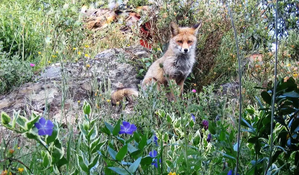 Jardí de Casa o xalet en venda en Los Marines amb Jardí privat, Terrassa i Traster