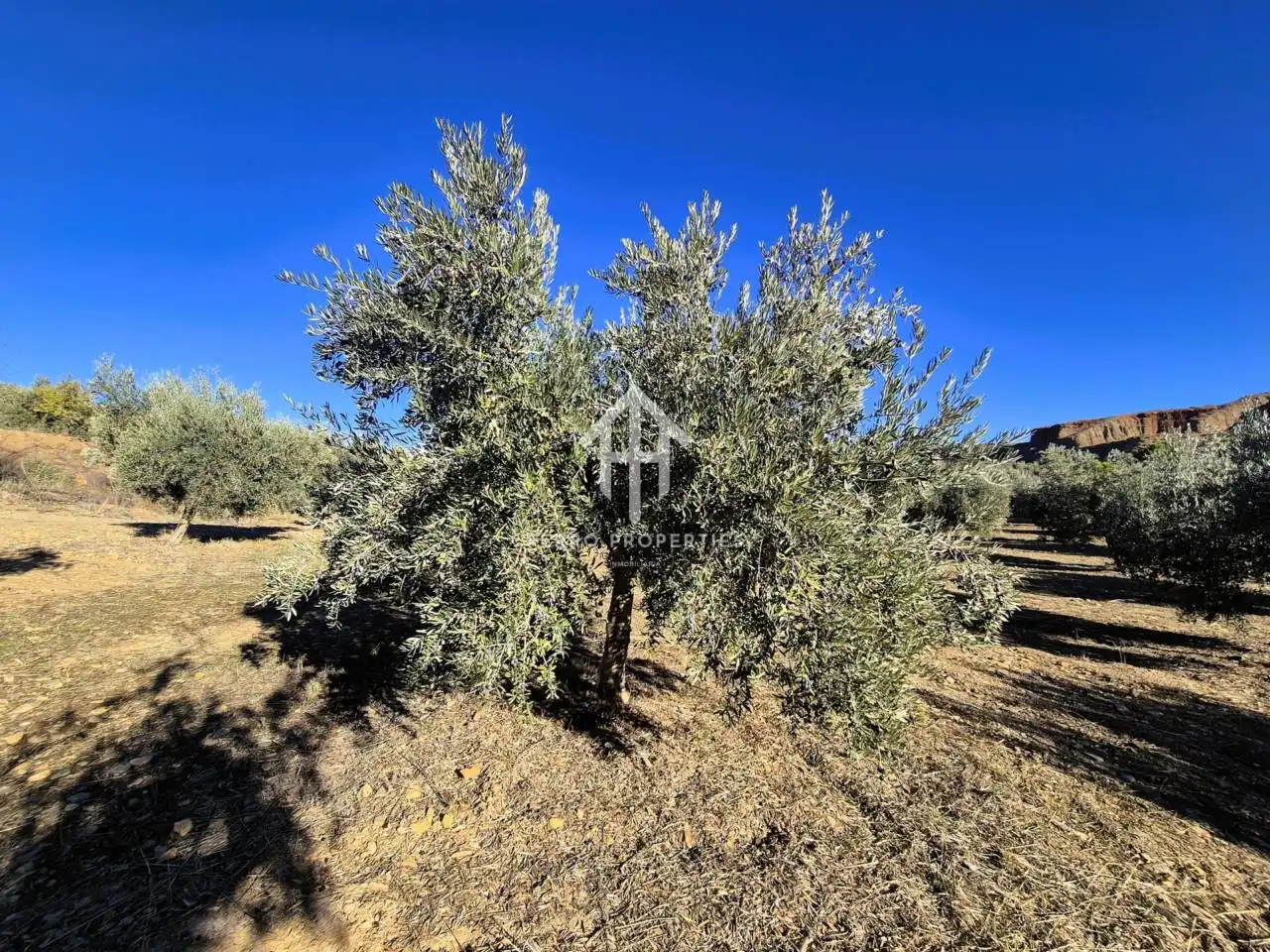 Lands and plots for sale in Lanteira, imagen 14