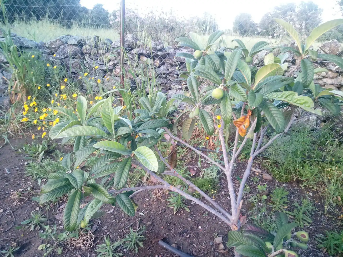 Terreni e lotti in vendita a Castilblanco de los Arroyos, imagen 16