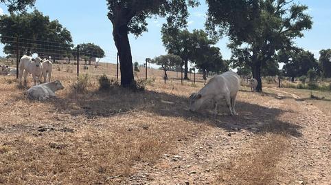 Foto 5 de Residencial en venda a Casco Antiguo, Cáceres