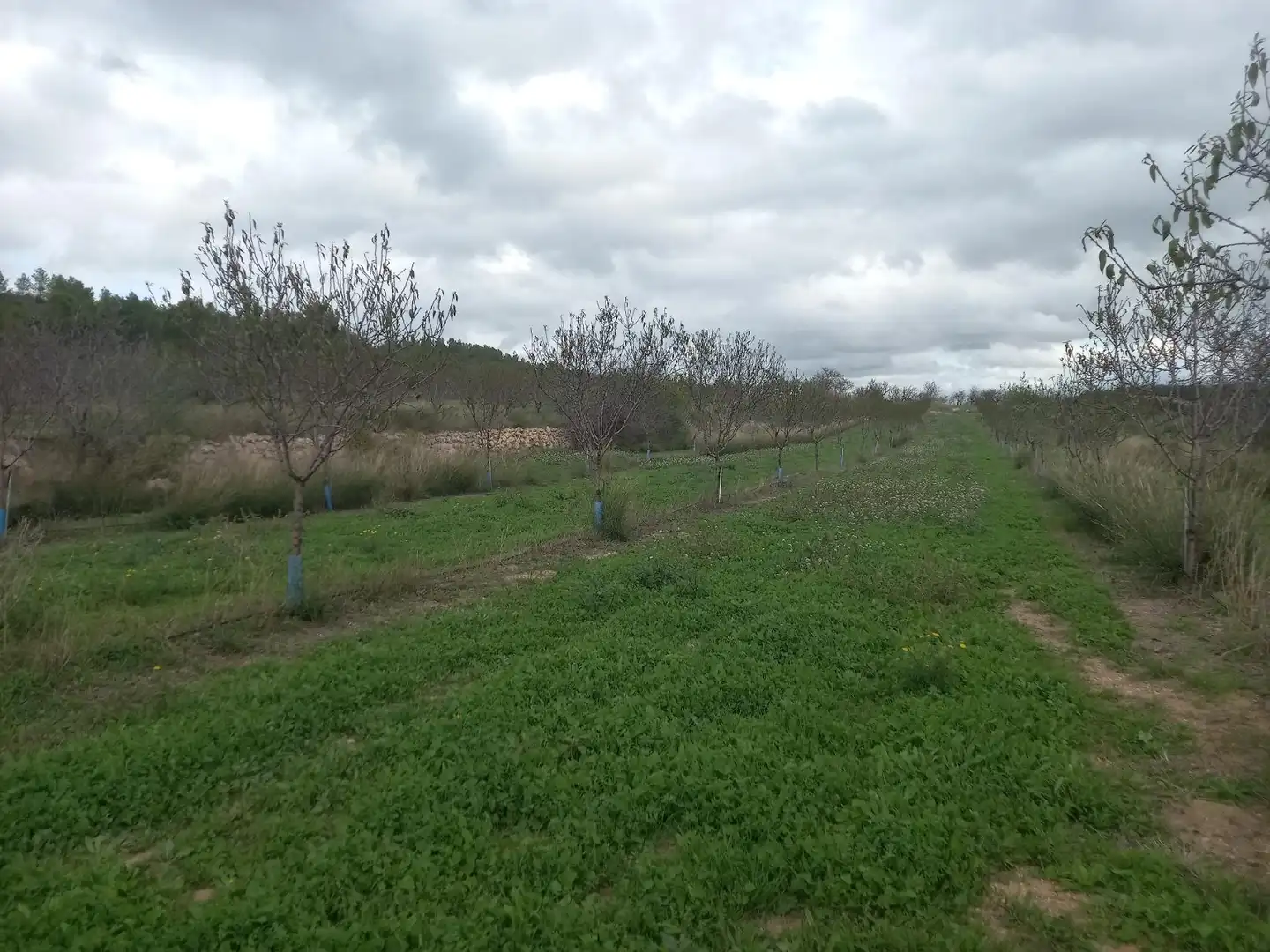 Rural land for sale in El Pinell de Brai, imagen 9