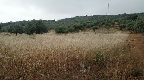 Finca olivar, image 4