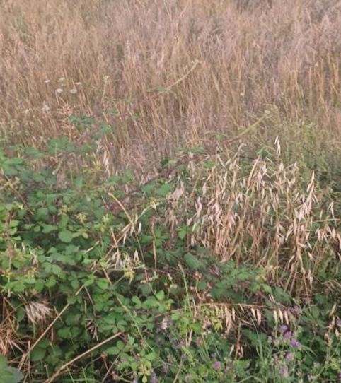 Photo 2 of Residential for sale in Calle Navarrería, 32, Lodosa, Navarra