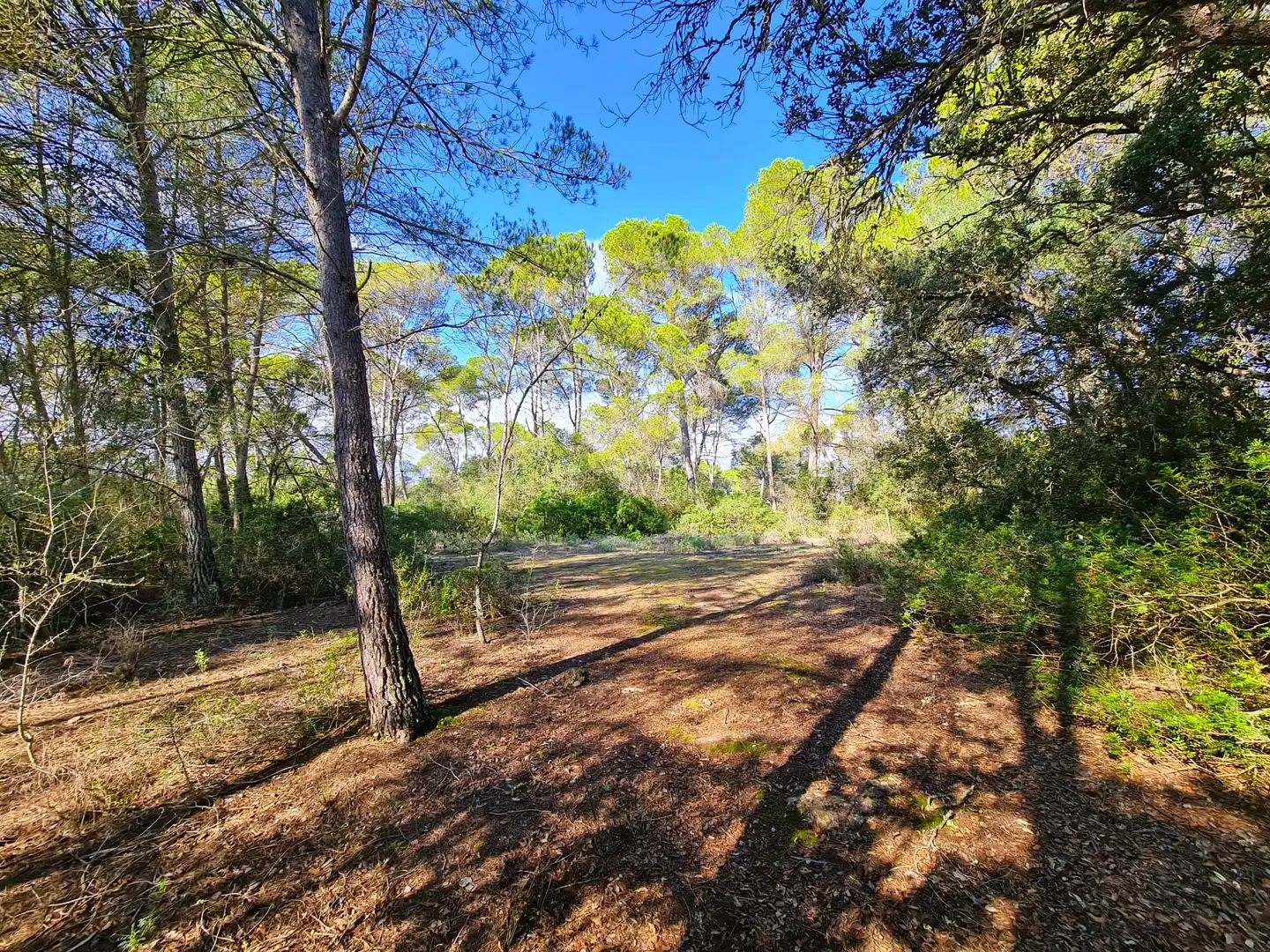 Terrain rustique à vendre à Costitx, imagen 13