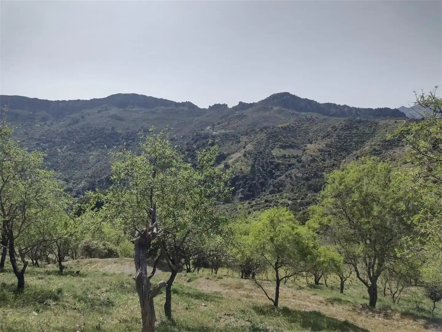 Land for sale in Benadalid