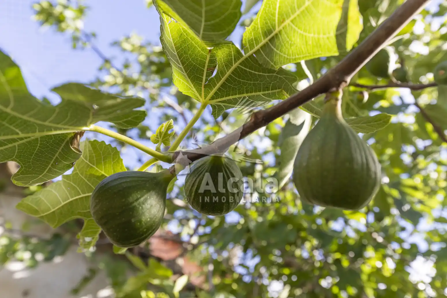 Garden of Residential for sale in Santorcaz