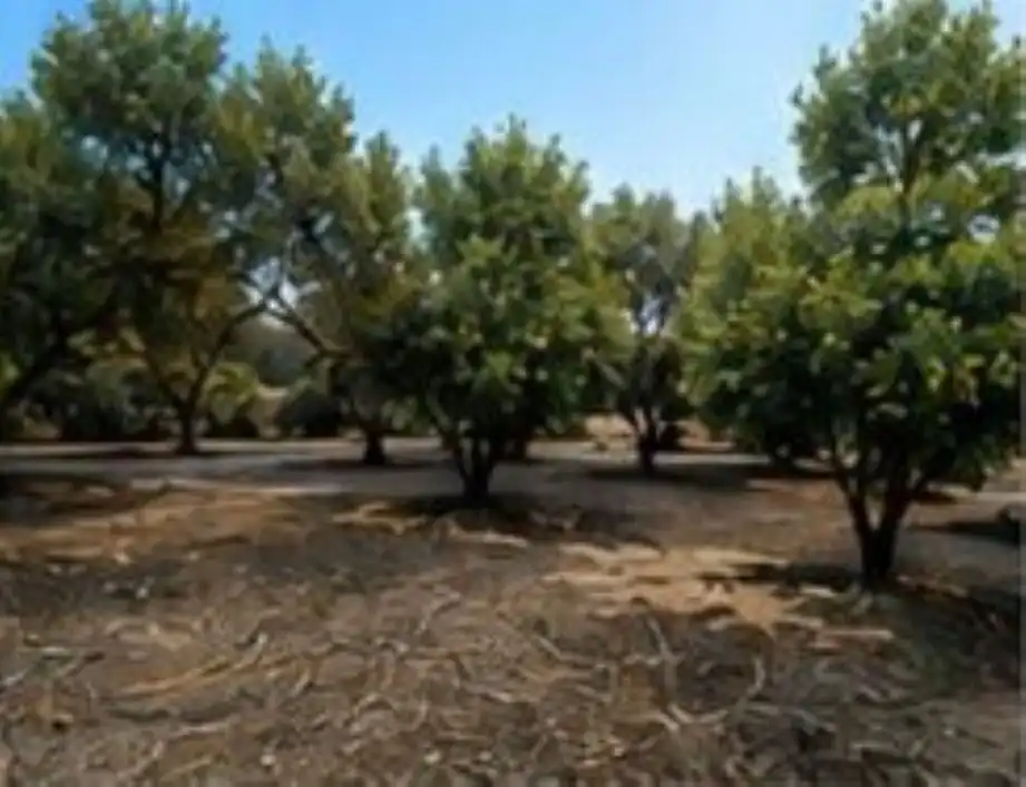 Terreno rustico in affitto a El Romeral - Peñón de Zapata, imagen 4