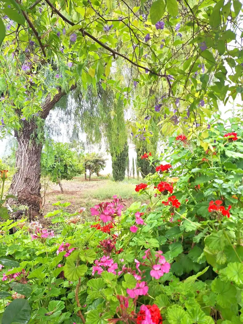 Country homes for sale in Sangonera la Seca