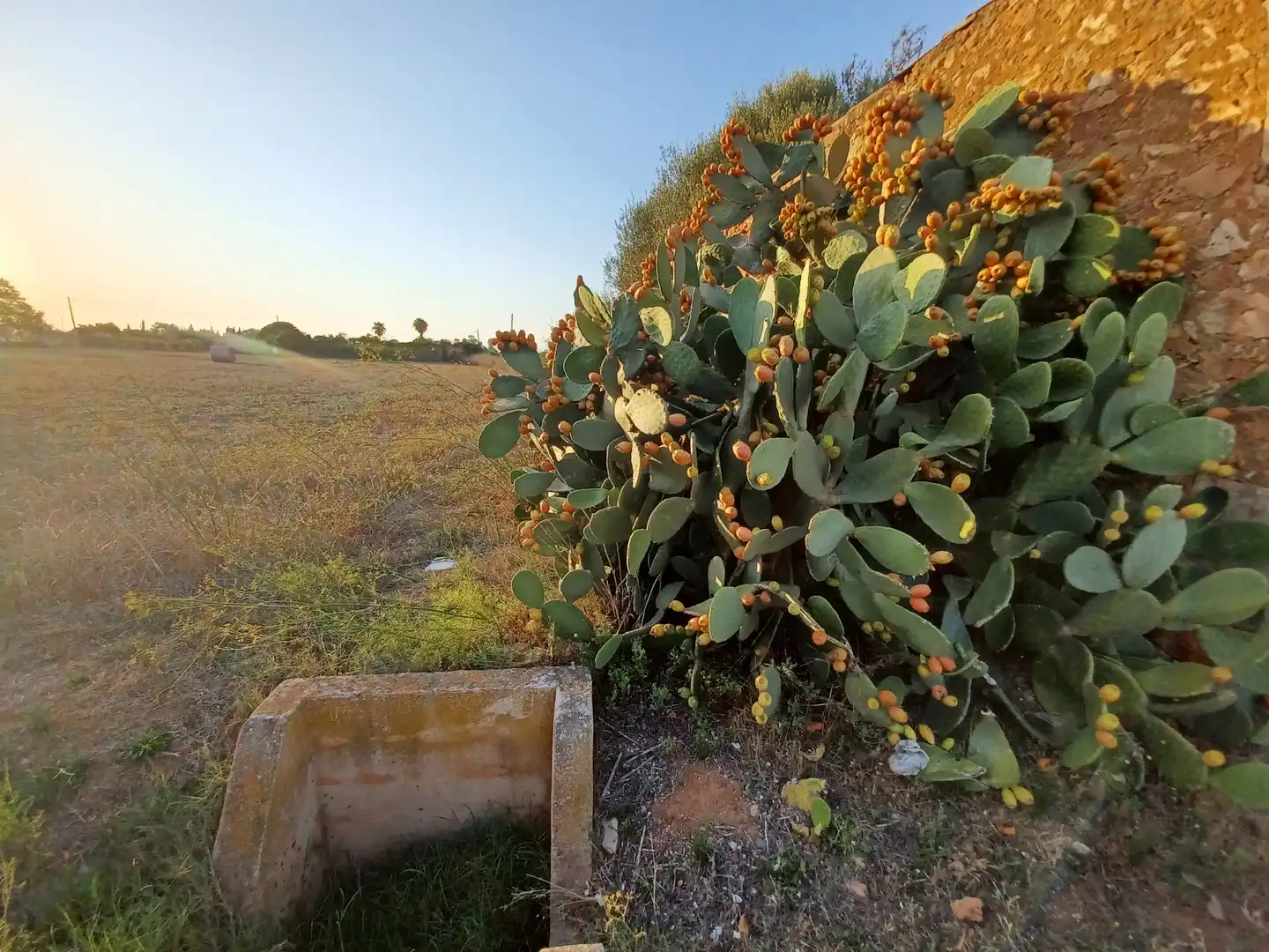 Jardín de Terreno en venta en Campos