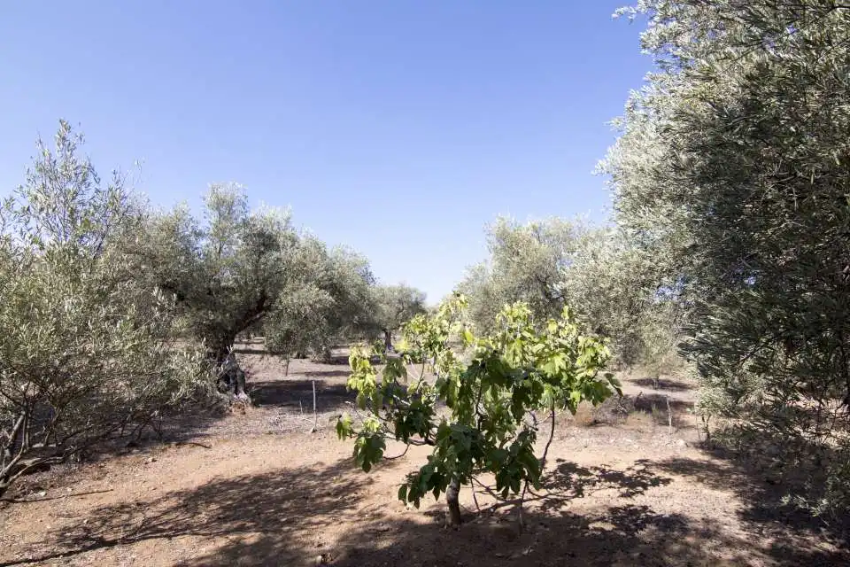Terreno residencial en venta en Los Cigarrales - La Bastida, imagen 5