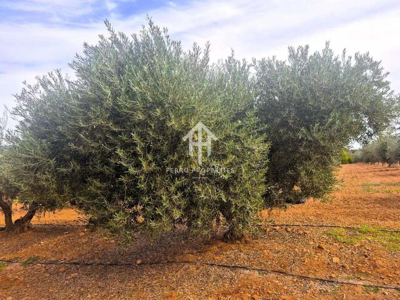 Rural land for sale in Moraleda de Zafayona, imagen 18