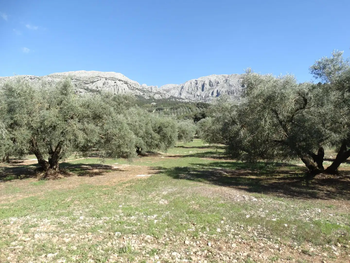Rustikales Grundstück zum Verkauf in Villanueva del Rosario, imagen 5