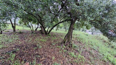 FINCA A 3 KM DE PLASENCIA