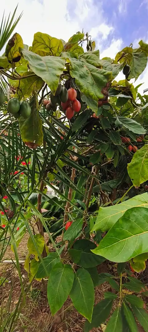 Finca rústica en venta en Camino REVENTON EL, La Vega - El Amparo - Cueva del Viento