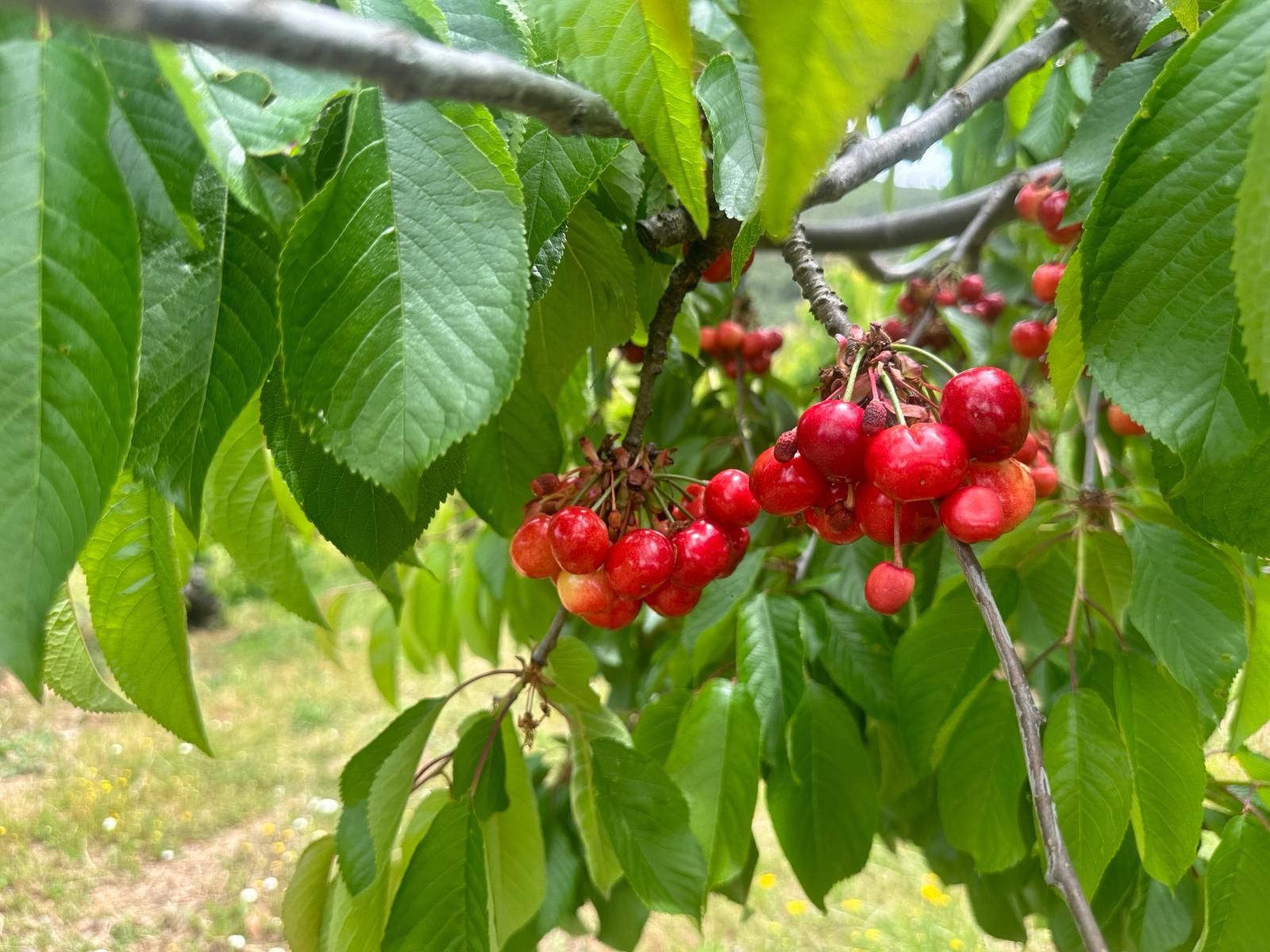 Jardí de Finca rústica en venda en Torrecilla de los Ángeles
