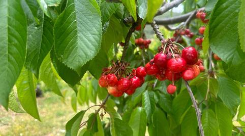 Foto 3 de Finca rústica en venda a Torrecilla de los Ángeles, Cáceres