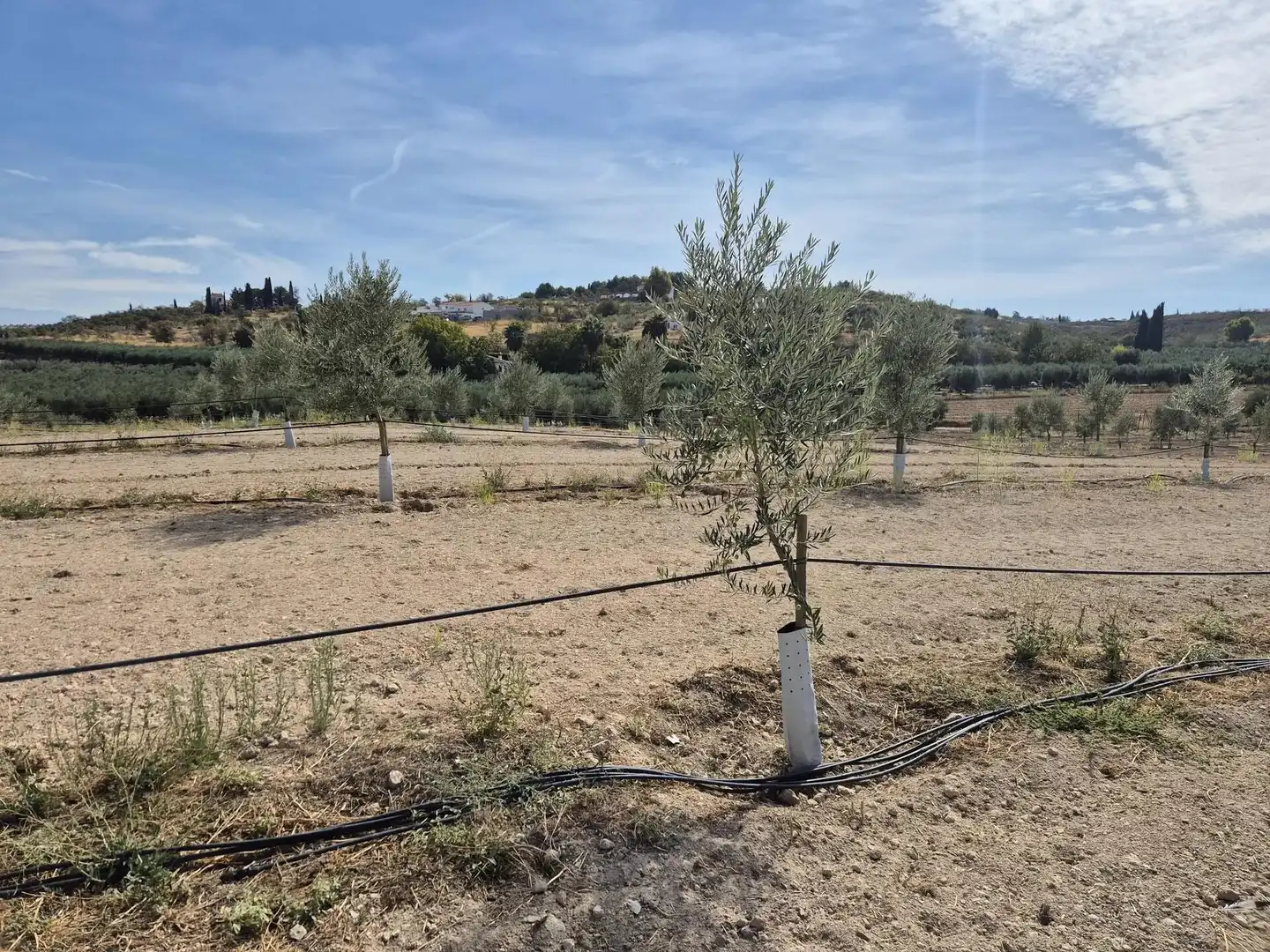Wohnbaugrundstück zum Verkauf in Moraleda de Zafayona, imagen 7